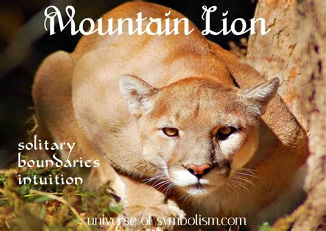 Symbolic Mountain Lion Meaning And Puma Symbolism Spirit