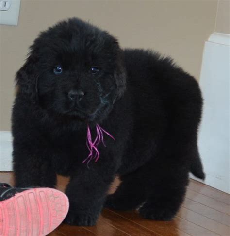 It all started in the year 2013, when we first got our first two male and female newfoundland puppies. Harvest Acres Newfoundlands is located in Wright City, MO. We are breeders of quality ...