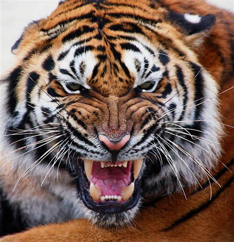 18000 Fierce Tiger Stock Photos Pictures And Royalty Free Images Istock