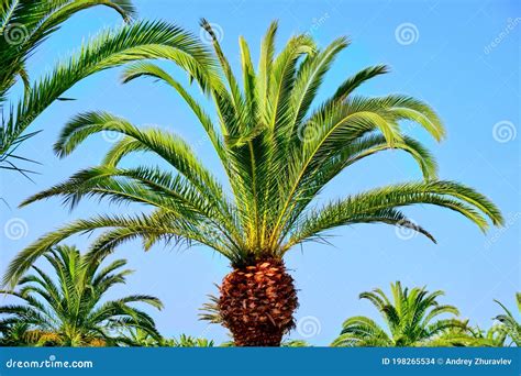 Palm Tree Against The Blue Sky In Africa African Palm Grove Stock