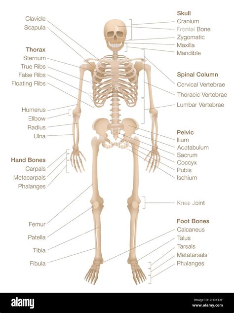 Human Skeleton Chart Labeled Skeletal System With Named Bones Skull Spinal Column Pelvic