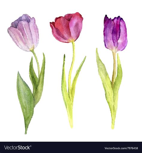 Three Watercolor Tulips Royalty Free Vector Image