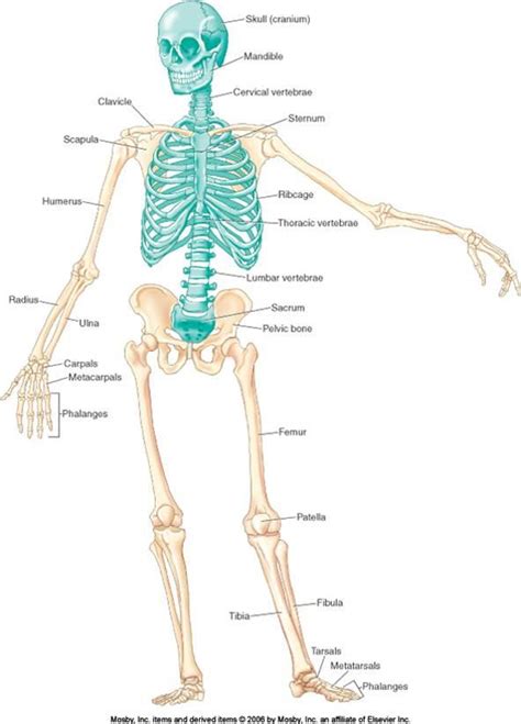 The vertebra is the small bone, which is formed by the body and the arch. 301 Moved Permanently