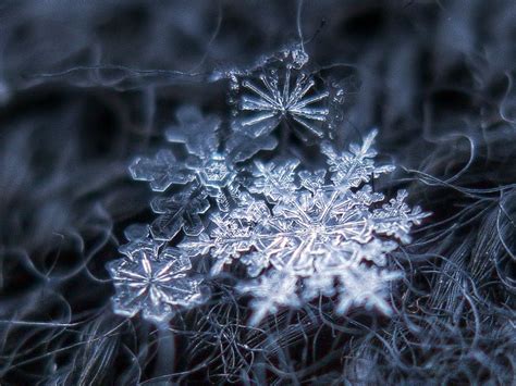 Snowflakes By Alexey Kljatov Chaoticmind75 Snowflake Photography Snowflakes Real Snowflakes