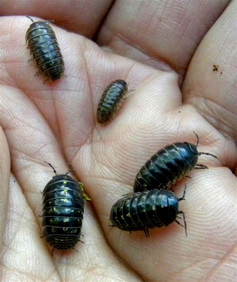 Rollie Pollie Ollies Pill Bug Giant Isopod Stick Bug