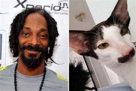 Celebrities And Their Cat Look Alikes Gallery Worldwideinterweb