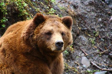 Alaska Grizzly Bear In Close Up Stock Image Image Of Wildlife Sitka