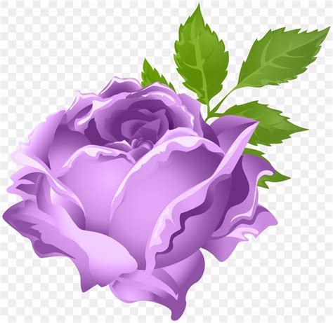 Garden Roses Purple Centifolia Roses Clip Art Png 8000x7802px Rose