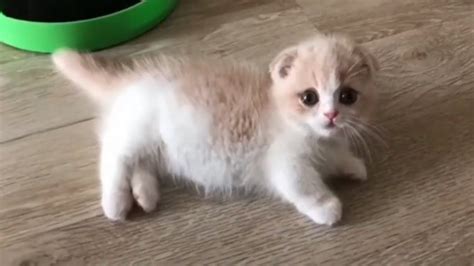 This Kitten Will Melt Your Heart So Much Cute Cutest