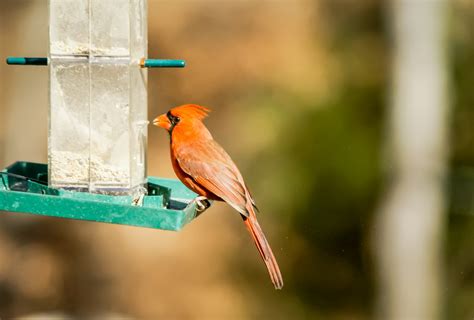 Cardinal Bird Free Stock Photo Public Domain Pictures