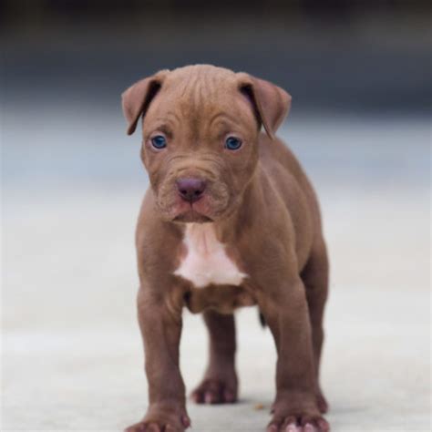 This is due to their beautiful coloring. Red Nose Pitbull Puppies For Sale | Baby Pitbulls For Sale