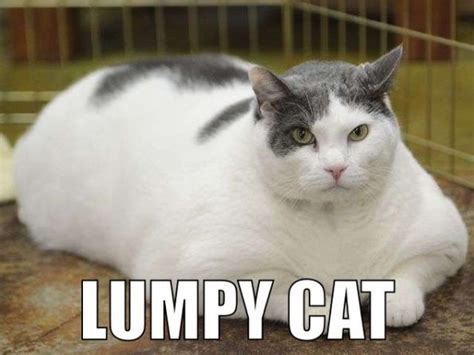 20 Cat Memes Funnyfoto Cat Memes Funny Cat Photos Funny Animal Memes
