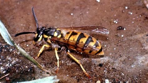 Typically, having a licensed professional come and take care of them for you is the easiest solution. European wasps hit plague proportions in Casey, pest controllers run off their feet | Herald Sun