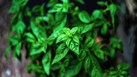 Best Indoor Herb Gardens 2020 Reviews And Buyers Guide