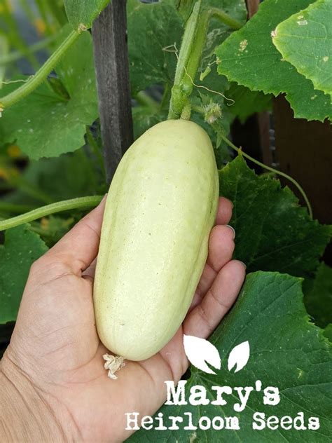 White Wonder Cucumber Marys Heirloom Seeds