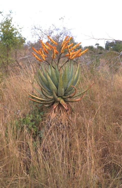 Vegetation African Savanna Plants Pets Lovers