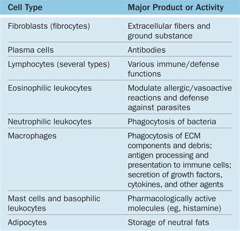 Components Of Connective Tissue