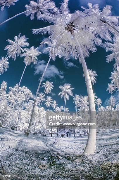 Palm Trees Snow Photos And Premium High Res Pictures Getty Images