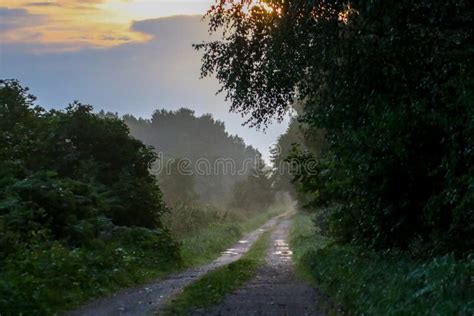 Puddles On The Country Woods Road In Foggy Morning Stock Image Image