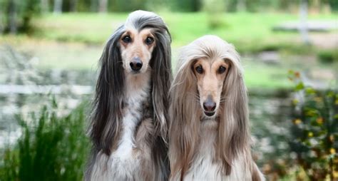 From persian افغان‎ (afğân, afghan) via prakrit, from sanskrit अवगाण (avagāṇa, afghan). Afghan Hound Breed: History, Care, and Personality