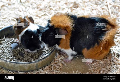 Guinea Pig Baby Stockfotos Und Bilder Kaufen Seite 2 Alamy