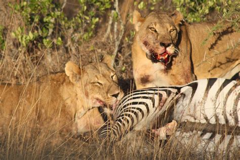 Lions Eating A Zebra At Sosian Laikipia Kenya