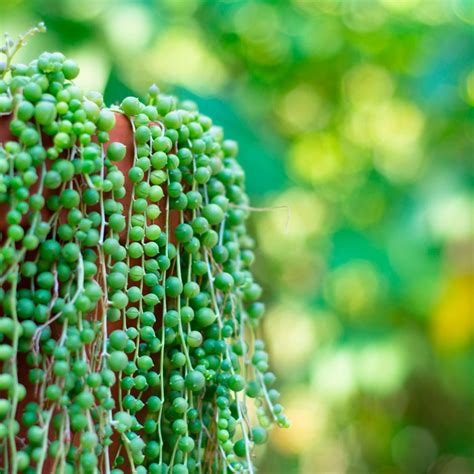 10 Seriously Cool Succulents That Make Great Houseplants