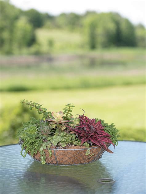 Chicken Wire Succulent Planter With Coir Liner