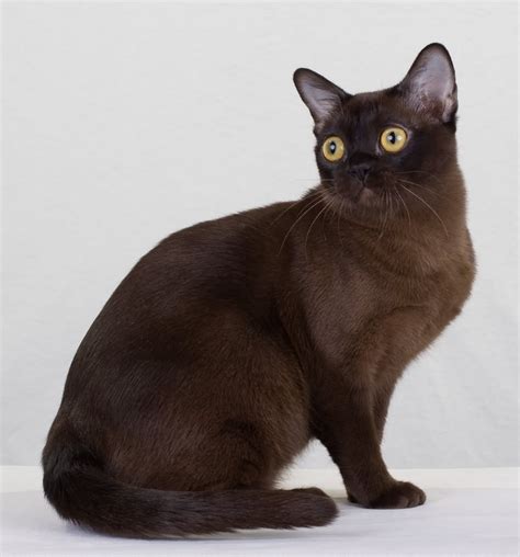 44 Burmese Kitten Black Furry Kittens
