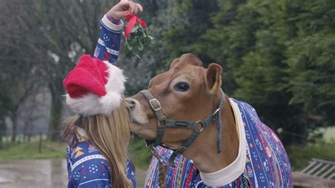 Dairy Christmas Cows Model Festive Holiday Sweaters Abc7 Chicago