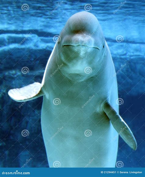 A Cute Beluga Whale Stock Image Image Of Mammal Aquarium 21294451