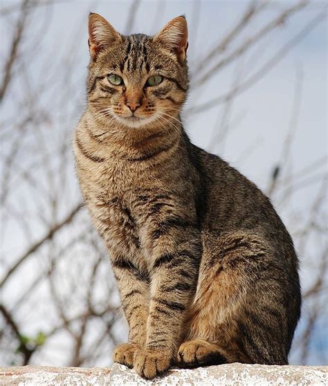 Top 100 Pictures Pictures Of Brown Tabby Cats Superb