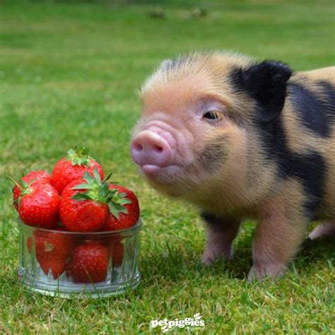 A Pop Up Picnic With A Bunch Of Micro Pigs Say No More Micro Pigs