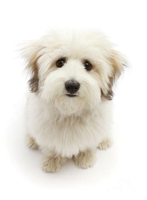 Coton De Tulear Puppy Photograph By Warren Photographic Pixels