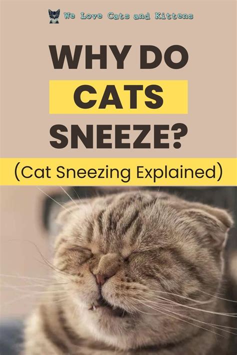 Just Like Human Beings Sneezing Is Quite A Normal Thing For Cats Of