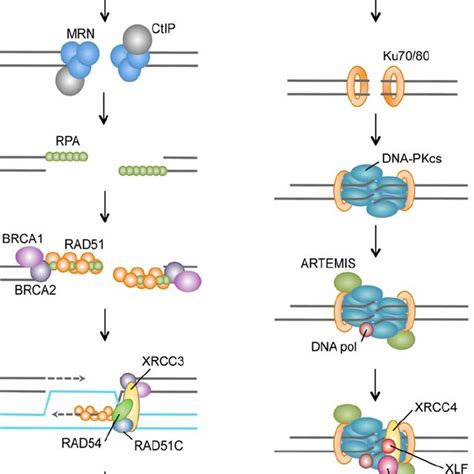 The Multiple Targets Of Tip60 In Dsb Repair Following Induction Of Dna