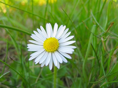 White Flowers Picture Small And Pure Flower Around Green Grass Nice