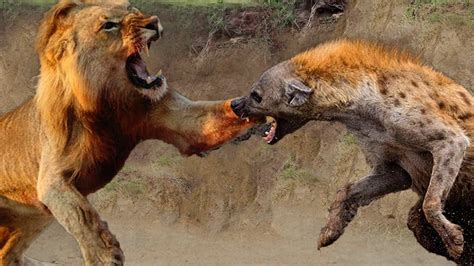 Amazing Lion Vs Hyena Real Fight Attack Lion Hyena Elephant Wild Dog