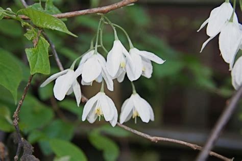 Halesia Diptera Snowdrop Tree Or Silver Bell Is An Elegant Small