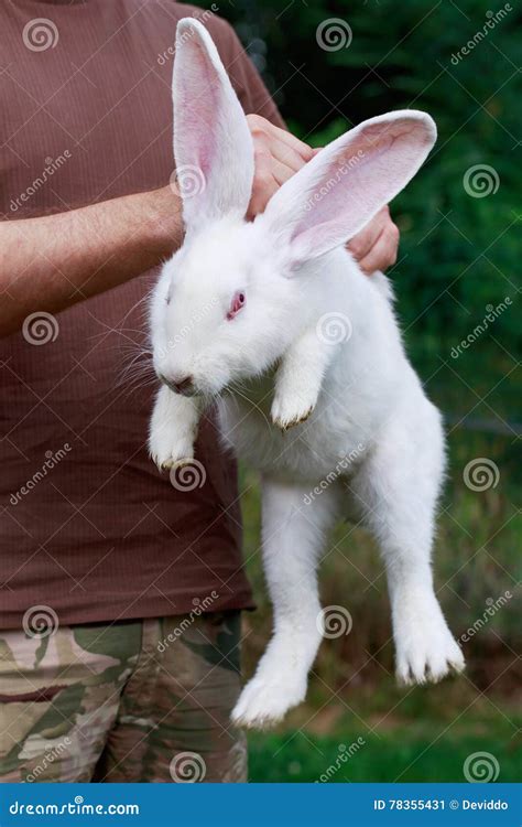 Rabbit In Hands Of Man Stock Image Image Of Outdoors 78355431