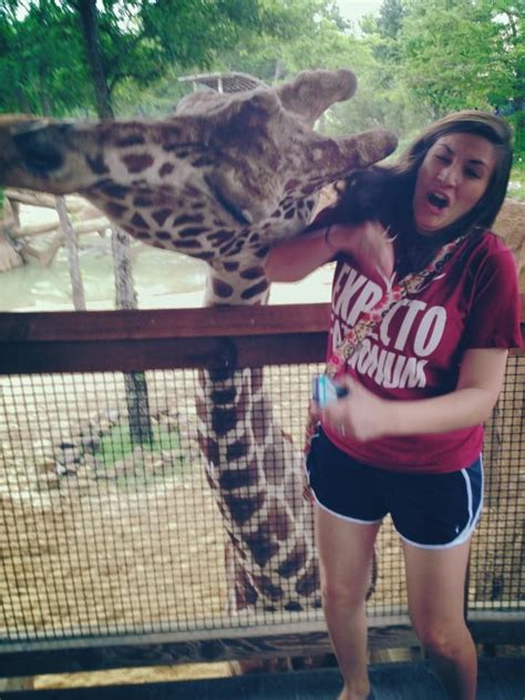 Hahahaha Headbutted By A Giraffe They Are So Awkward And Amazing