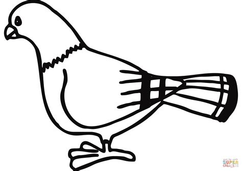 Pigeon Coloring Page Free Printable Coloring Pages