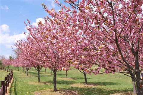 Kwanzan Cherry Blossom Tree Cherry Blossom