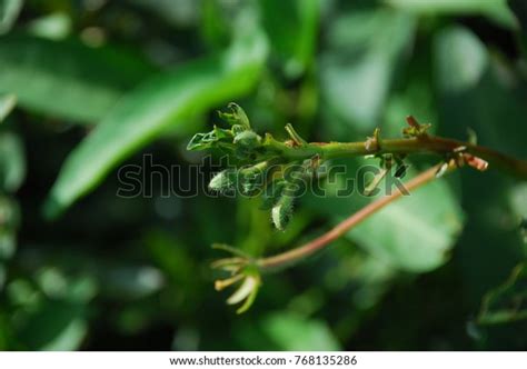 Jussiaea Repens Small Plants That Stalk Stock Photo 768135286