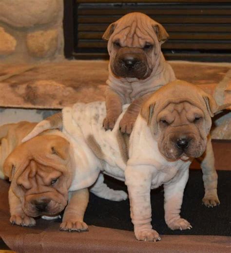Pin By Kaye Smith On Snuggly Shar Pei 2 Dog Rules Short Dog Happy Dogs