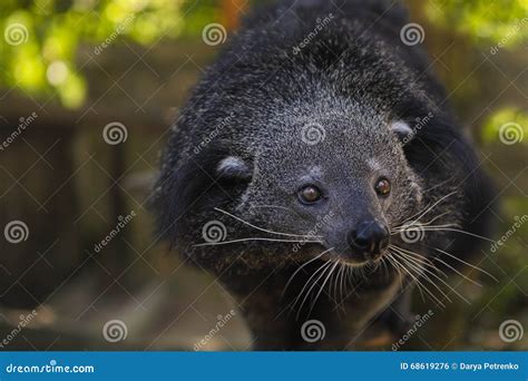 Binturong Or Bearcat Arctictis Binturong Stock Photo Image Of Hair