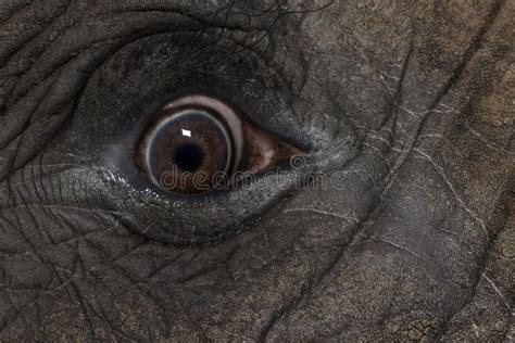 Close Up Of An African Elephant S Eye Stock Photo Image Of Shot
