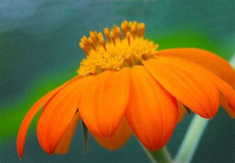 Orange Flower Macro Flower Phoptography Garden Flower Nature