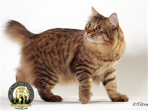 american bobtail cat breed information cat breeds  thepetowners
