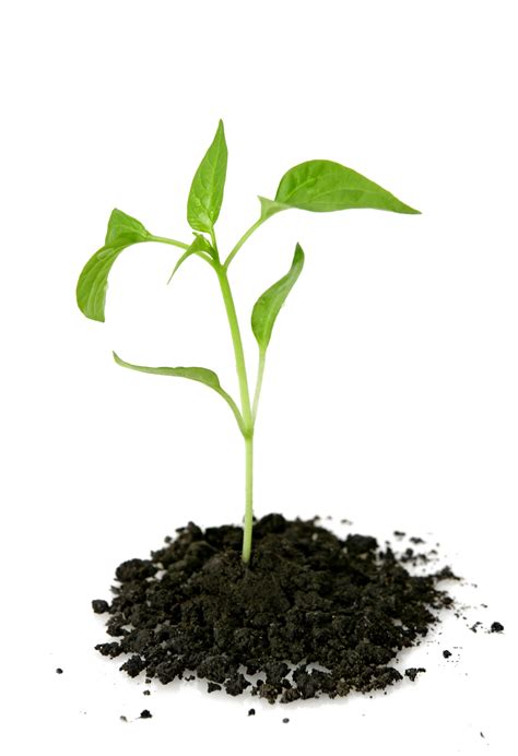 Growing Plant Png Transparent Picture Png Svg Clip Art For Web